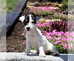 Small #1 Jack Russell Terrier