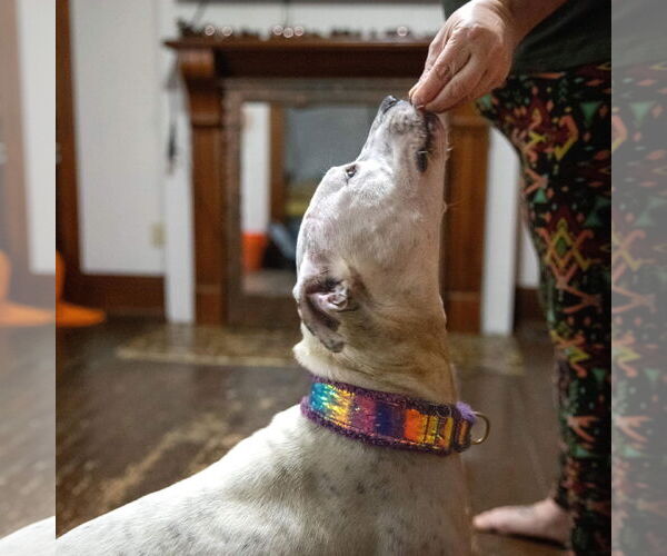 Medium Photo #33 American Pit Bull Terrier-Unknown Mix Puppy For Sale in Germantown, OH, USA