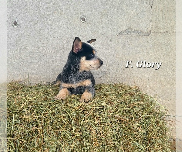 Medium Photo #3 Australian Cattle Dog Puppy For Sale in NATHALIE, VA, USA
