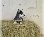 Small #2 Australian Cattle Dog