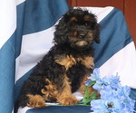 Small #3 Cavapoo