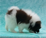 Small #34 Pomeranian