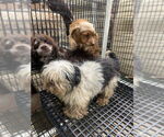 Small #1 Shih Tzu