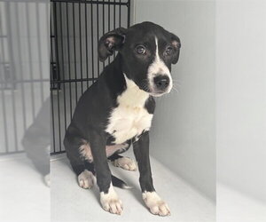Labrador Retriever-Unknown Mix Dogs for adoption in Houston, TX, USA
