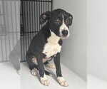 Small Labrador Retriever Mix