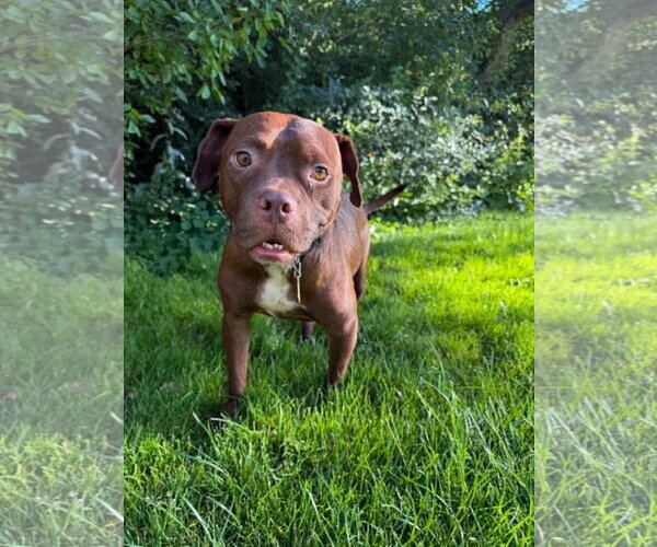 Medium Photo #3 American Pit Bull Terrier-Unknown Mix Puppy For Sale in Sandy, UT, USA