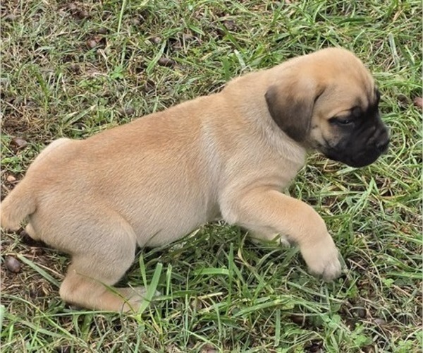 Medium Photo #12 Cane Corso Puppy For Sale in MOORESBORO, NC, USA