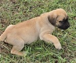 Small Photo #12 Cane Corso Puppy For Sale in MOORESBORO, NC, USA