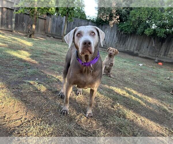 Medium Photo #3 Labrador Retriever Puppy For Sale in Clovis, CA, USA