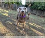 Small #2 Labrador Retriever