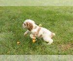 Small #3 Cocker Spaniel