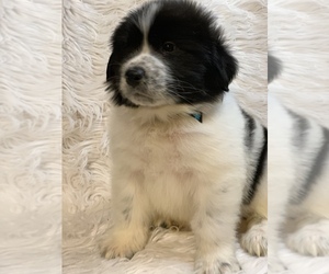 Great Pyrenees-Newfoundland Mix Puppy for sale in DALE, IN, USA