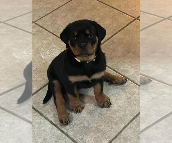 Medium Photo #4 Rottweiler Puppy For Sale in SARASOTA, FL, USA
