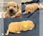 Small Photo #44 Golden Retriever Puppy For Sale in BIG CABIN, OK, USA