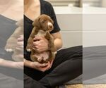 Small #2 Labrador Retriever Mix