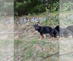 Small #5 German Shepherd Dog