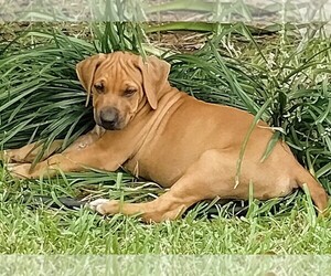 Rhodesian Ridgeback Puppy for sale in HUNTSVILLE, TX, USA
