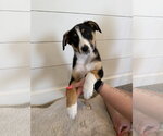 Small #2 Border Collie Mix
