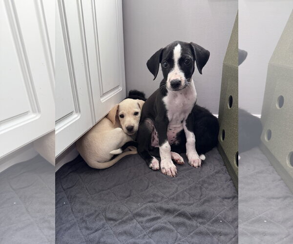 Medium Photo #2 Mutt Puppy For Sale in Greenville, SC, USA