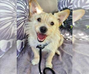 Mutt Dogs for adoption in Woodland, CA, USA