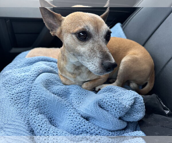 Medium Photo #3 Chihuahua Puppy For Sale in Tarrytown, GA, USA