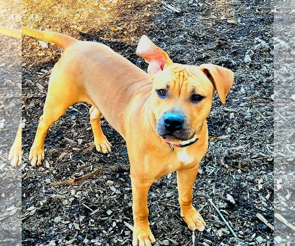 Medium Photo #1 American Pit Bull Terrier-Unknown Mix Puppy For Sale in Holly Springs, NC, USA