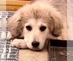 Small #4 Great Pyrenees Mix