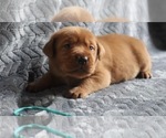 Puppy Puppy 4 teal Labrador Retriever
