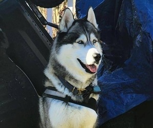 Father of the Siberian Husky puppies born on 09/20/2025