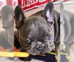 Puppy Winston French Bulldog
