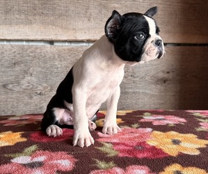 Boston Terrier Puppy for Sale in VERMONTVILLE, Michigan USA