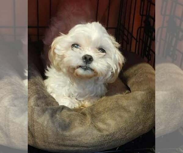 Medium Photo #5 Mal-Shi Puppy For Sale in Spring Lake, NC, USA