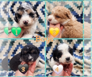 Aussiedoodle Miniature  Puppy for Sale in WINSTON SALEM, North Carolina USA