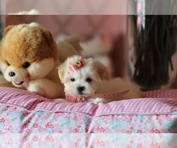 Medium Photo #3 Maltese Puppy For Sale in BEVERLY HILLS, CA, USA