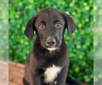Small Labrador Retriever Mix
