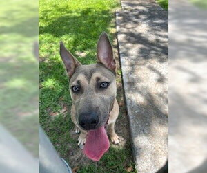 German Shepherd Dog Dogs for adoption in Pearland, TX, USA