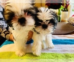 Small Photo #9 Shih Tzu Puppy For Sale in MOORESVILLE, NC, USA