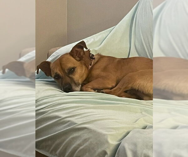 Medium Photo #11 Jack Russell Terrier-Unknown Mix Puppy For Sale in Doylestown, PA, USA