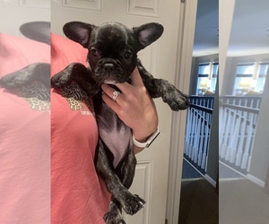 French Bulldog Puppy for sale in MOHNTON, PA, USA