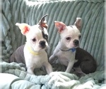 Small #9 Boston Terrier