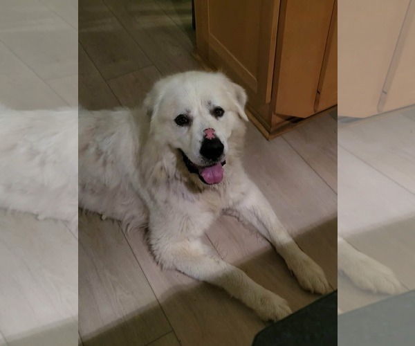 Medium Photo #4 Great Pyrenees Puppy For Sale in Croydon, NH, USA