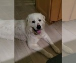 Small Photo #4 Great Pyrenees Puppy For Sale in Croydon, NH, USA