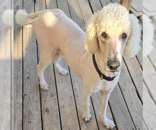 Medium Photo #1 Poodle (Standard) Puppy For Sale in San Antonio, TX, USA