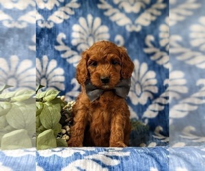 Cock-A-Poo Puppy for sale in KIRKWOOD, PA, USA