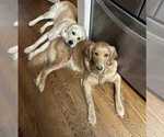 Small Photo #1 Golden Retriever Puppy For Sale in LYNCHBURG, VA, USA