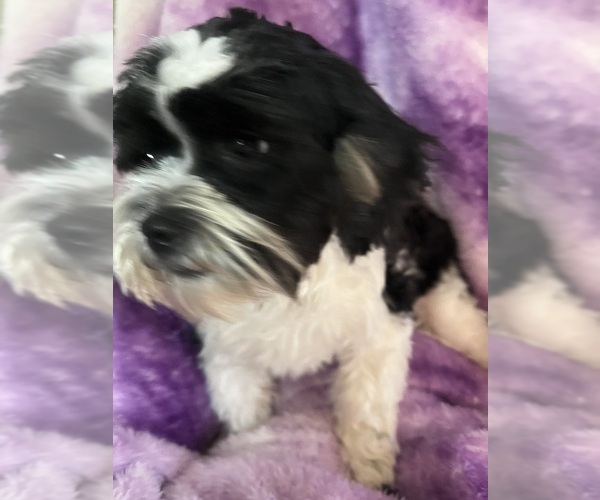 Medium Photo #4 Shorkie Tzu Puppy For Sale in LEBANON, OR, USA