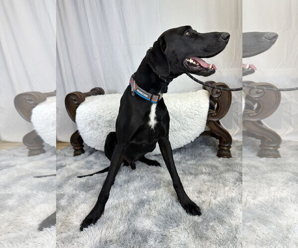 Medium Photo #7 Great Dane Puppy For Sale in Goodyear, AZ, USA