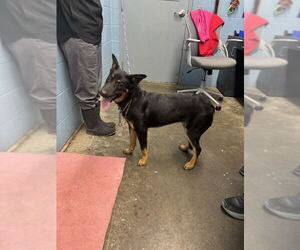 Medium German Shepherd Dog Mix