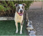 Small #1 American Staffordshire Terrier