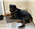 Small #1 Rottweiler